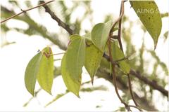 Dioscorea oppositifolia